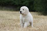 GOLDEN RETRIEVER 701